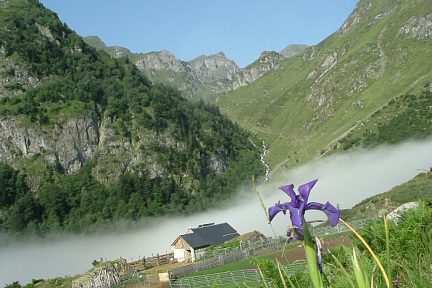 Iris des Pyrénées près de la cabane d'Espigous, montée à l'Arbizon