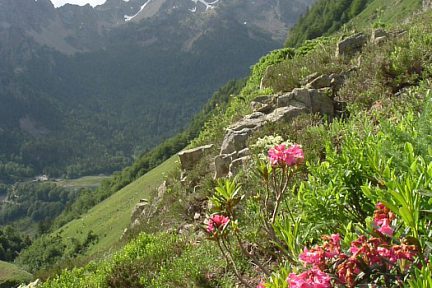 Rhododendrons à 1650 mètres
