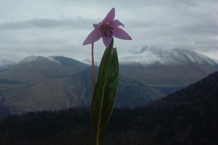 Erythrone à Labaigt Dauste sous la crête de Sède de Pan