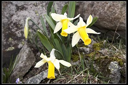 Jonquilles