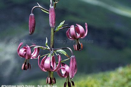Lis martagon près du lac de Bassia, au-dessus de Gèdre
