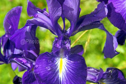 Iris xiphoïde