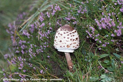 Jeune coulemelle dans la vallée de la Frèche, Luchonnais