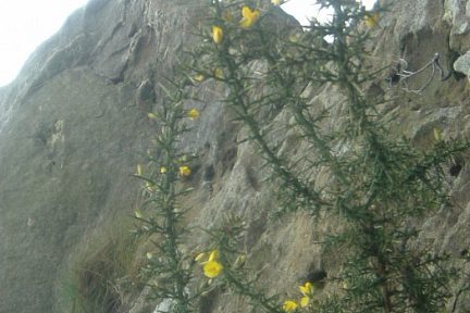 Ajonc d'Europe sur les falaises du Jaizkibel