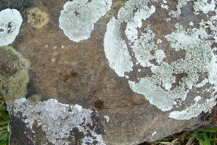 Lichens crustacés sur roche au Soum de la Pale (900 m)