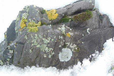 Lichens crustacés sur rocher au Soum de la Pale (1400 m)