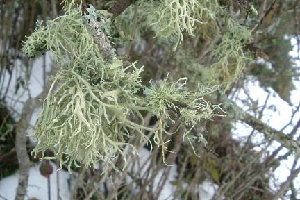Lichen fructiculeux sur arbre au Soum de la Pale (1000 m)