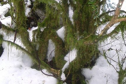 Lichens fructiculeux sur arbre au Soum de la Pale (1200 m)