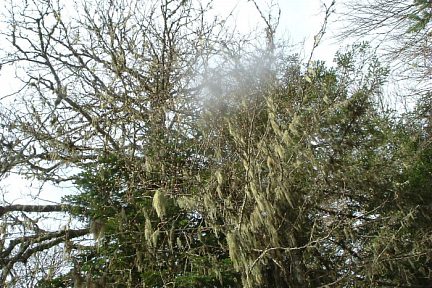 Lichens fructiculeux dans le bois de Chérue (1500 m)
