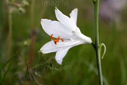 Lis de Saint Bruno (Paradisia liliastrum)
