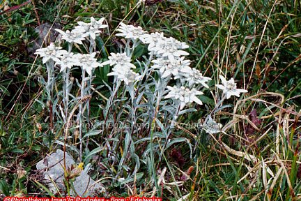 Edelweiss, ou Immortelle des neiges