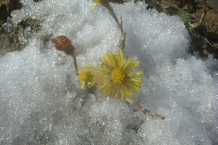 Tussilages dans la neige aux pics de Males Ores (1080 m)