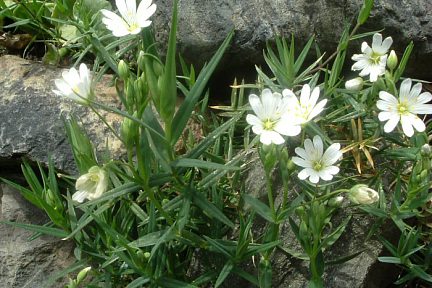 Stellaires holostées au-dessus du col de Marie Blanque