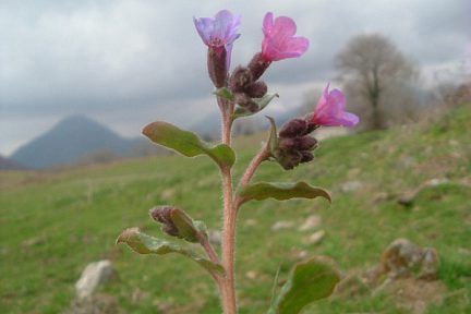 Pulmonaire à feuilles lancéolées, Bénou (900 m)