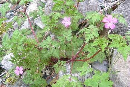 Géranium Herbe à Robert sur les pentes du Mail Arrouy