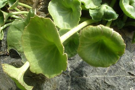 Nombril de Vénus avant la floraison, Bénou (700 m)