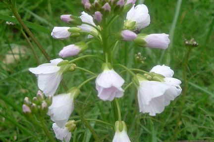 Cardamine des prés près du col de Marie Blanque, vue 1