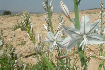 Asphodèle fistuleux dans les Bardenas Reales