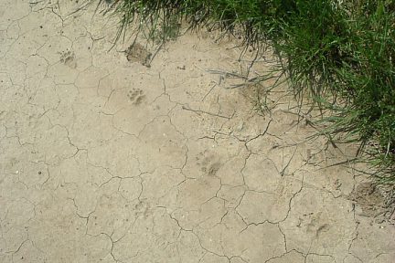 Bardenas RealesTraces sur le sol craquelé vers Sarda del Moral