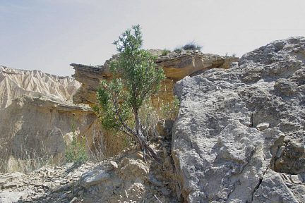 Du vert dans le désert des Bardenas