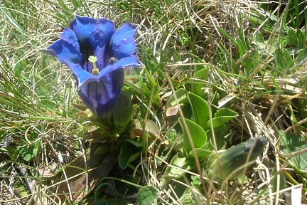 Gentiane acaule et son locataire, à 1800 m sur le flanc de O Forato