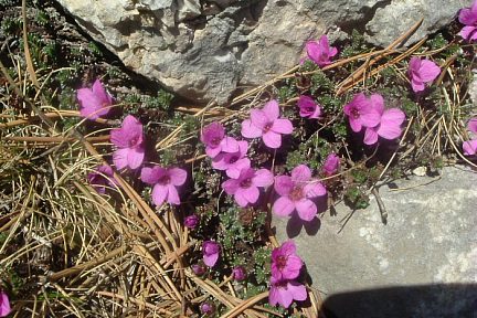 Saxifrage à feuilles opposées, à 2050 m sur le flanc de O Forato