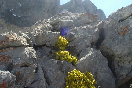 Androsace de vitaliano face à la Pena Foratata, à 1950 m