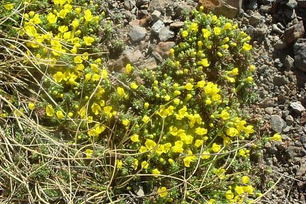 Androsace de vitaliano à 2000 m sur le flanc de O Forato