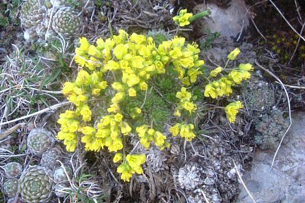 Drave faux-aizoon à 1850 m sur le flanc de O Forato