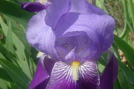 Iris des Pyrénées face aux Mallos de Riglos