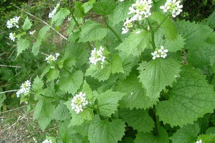 Alliaire officinale à 900 m sur le flanc du Mail Arrouy