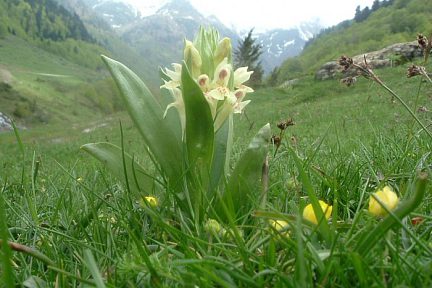 Orchis sureau jaune clair, à 1330 m sur les rives du gave de Brousset