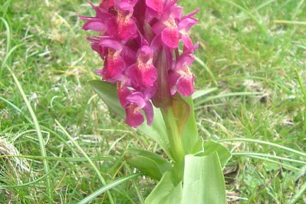 Orchis sureau pourpre, à 1330 m sur les rives du gave de Brousset
