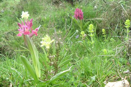 Orchis sureau jaune et pourpre, à 1330 m sur le gave de Brousset