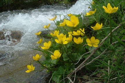 Populage des marais (souci d'eau), à 1330 m sur le gave de Brousset