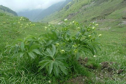 Hellébore fétide, à 1330 m sur les rives du gave de Brousset