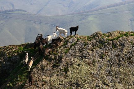 Chèvres au pic d'Irau