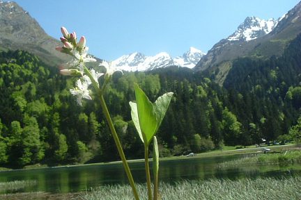 Ményanthe à trois folioles, en bordure du lac d'Estaing (1161 m)