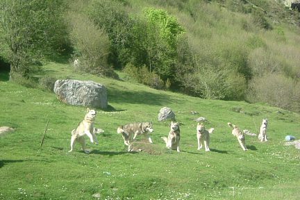 Chiens d'attelage sur la rive du lac d'Estaing