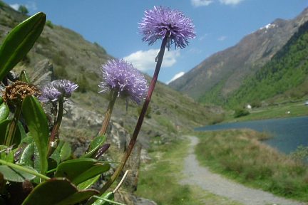 Globulaire à tige nue, rives du lac d'Estaing, 1170 m, vue 2