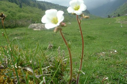 Saxifrage granulée, à 1330 m sur les rives du gave de Brousset