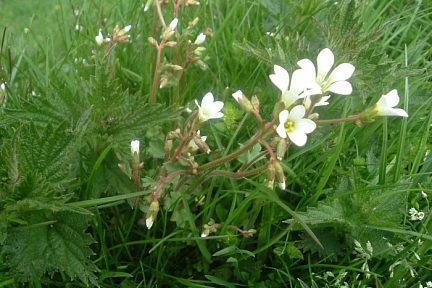 Saxifrage granulée, rives du gave de Brousset (1330 m)