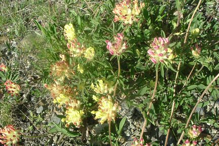Anthyllide vulnéraire, vallée d'Estaing, à 900 m