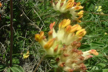 Anthyllide vulnéraire, prairies d'Estaing, à 900 m