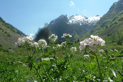 Cardamine à larges feuilles, gave de Labat de Bun (1240 m)