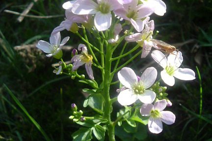 Cardamine à larges feuilles, au-dessus du lac d'Estaing (1240 m)