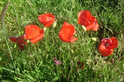 Coquelicots dans les prairies d'Argelès-Gazost (420 m)
