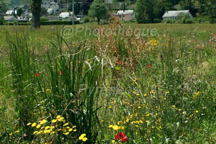 Coquelicots