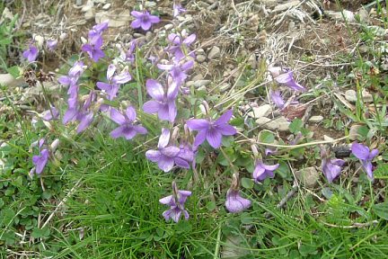 Violettes cornues devenant blanches