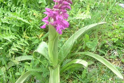 Orchis mâle, à 1330 m sur les rives du gave de Brousset